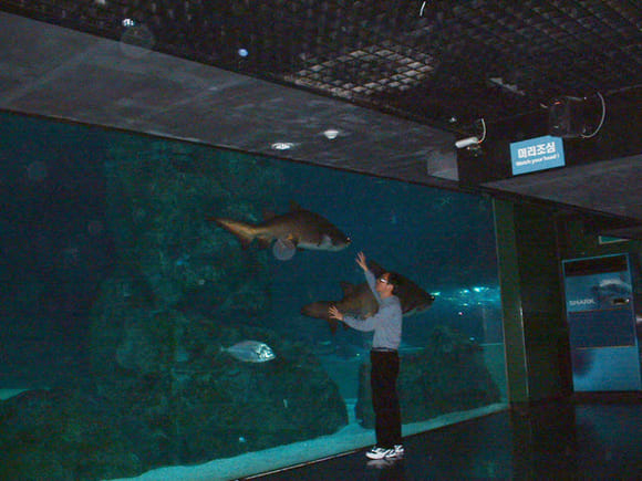 首爾 COEX Mall 水族館