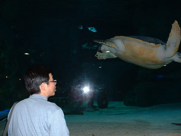 首爾 COEX Mall 水族館